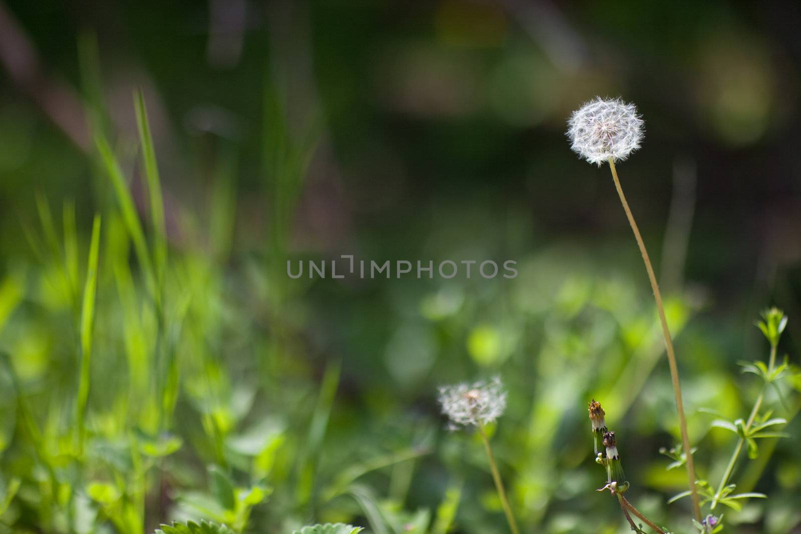 green background with white dandelion