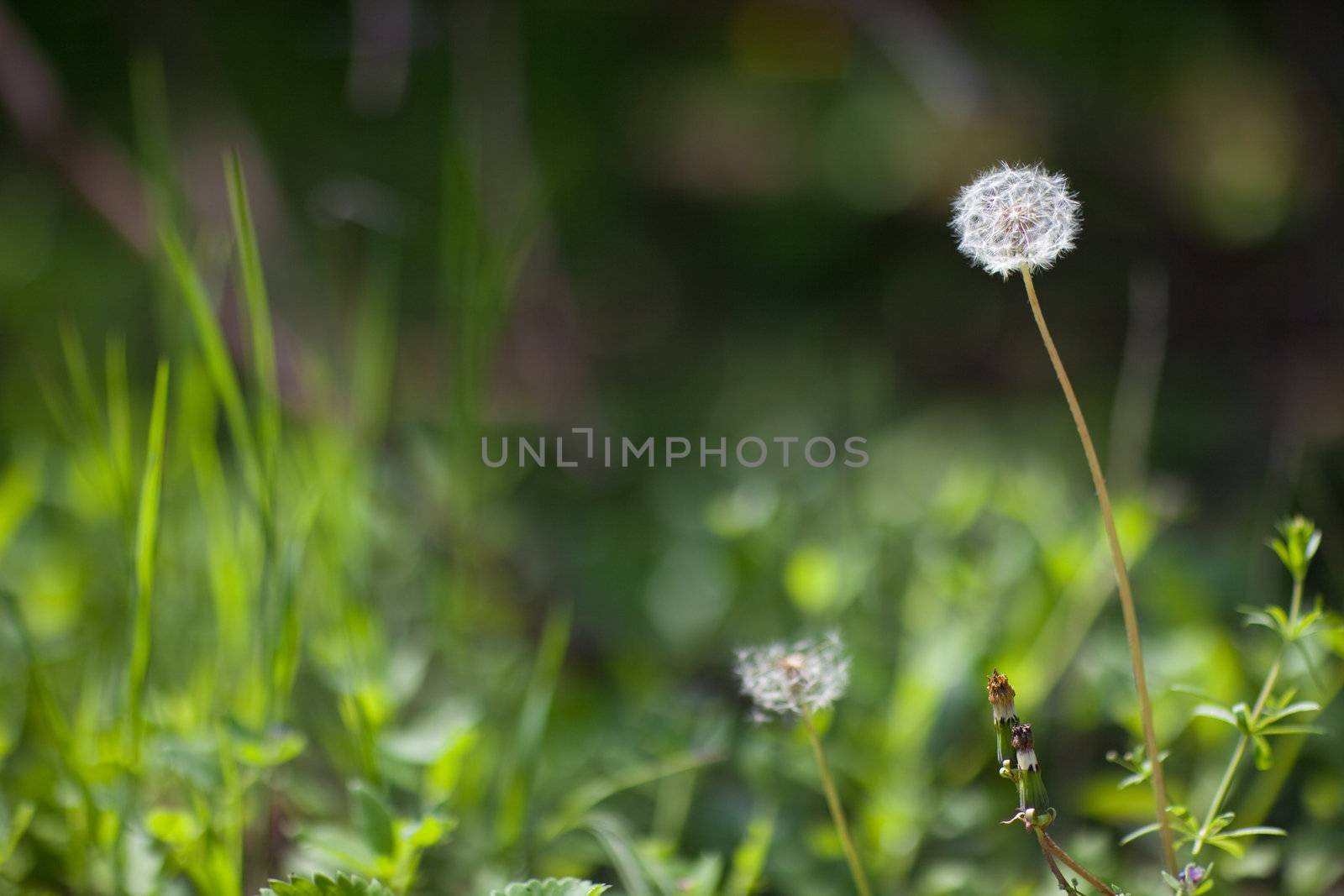 white dandelion by vsurkov