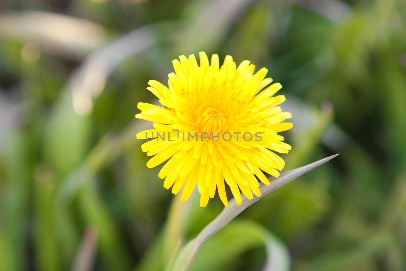one dandelion and green grass