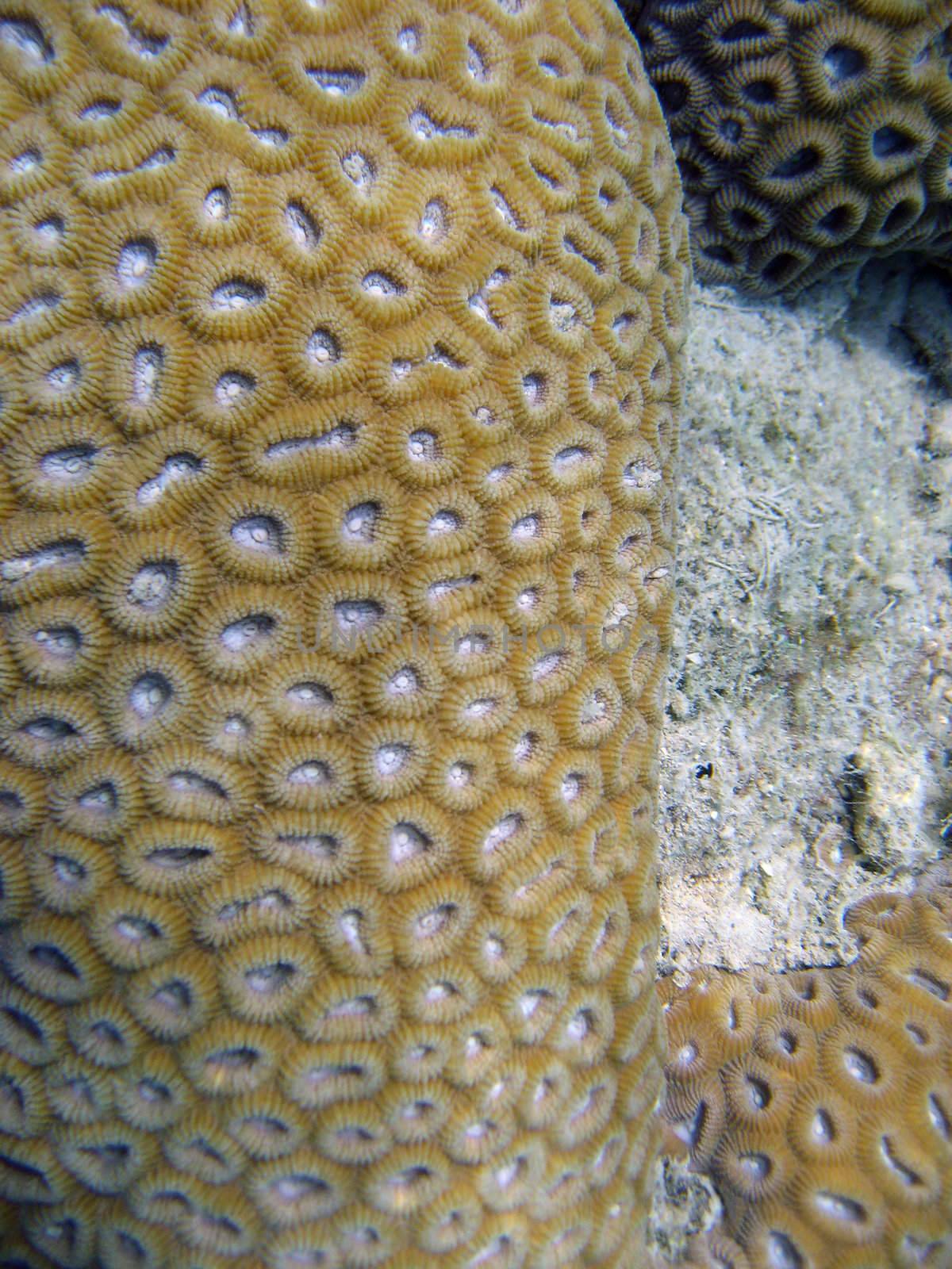 Underwater Life of Great Barrier Reef by jovannig