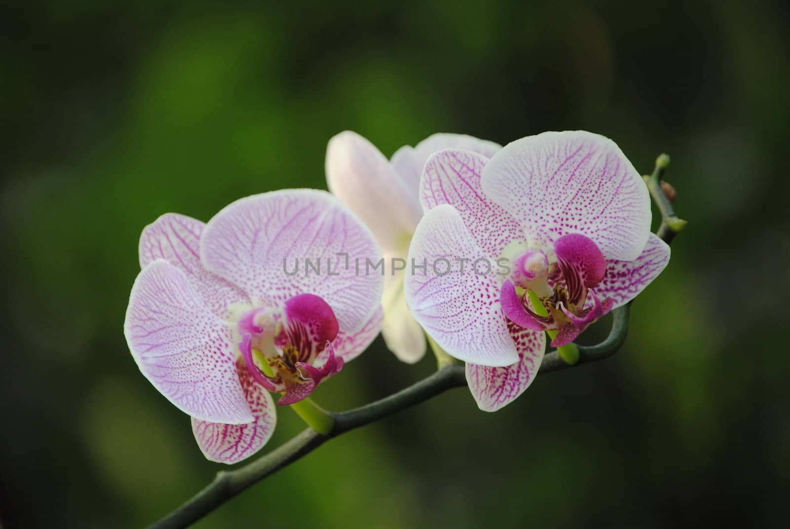 orchid in garden
