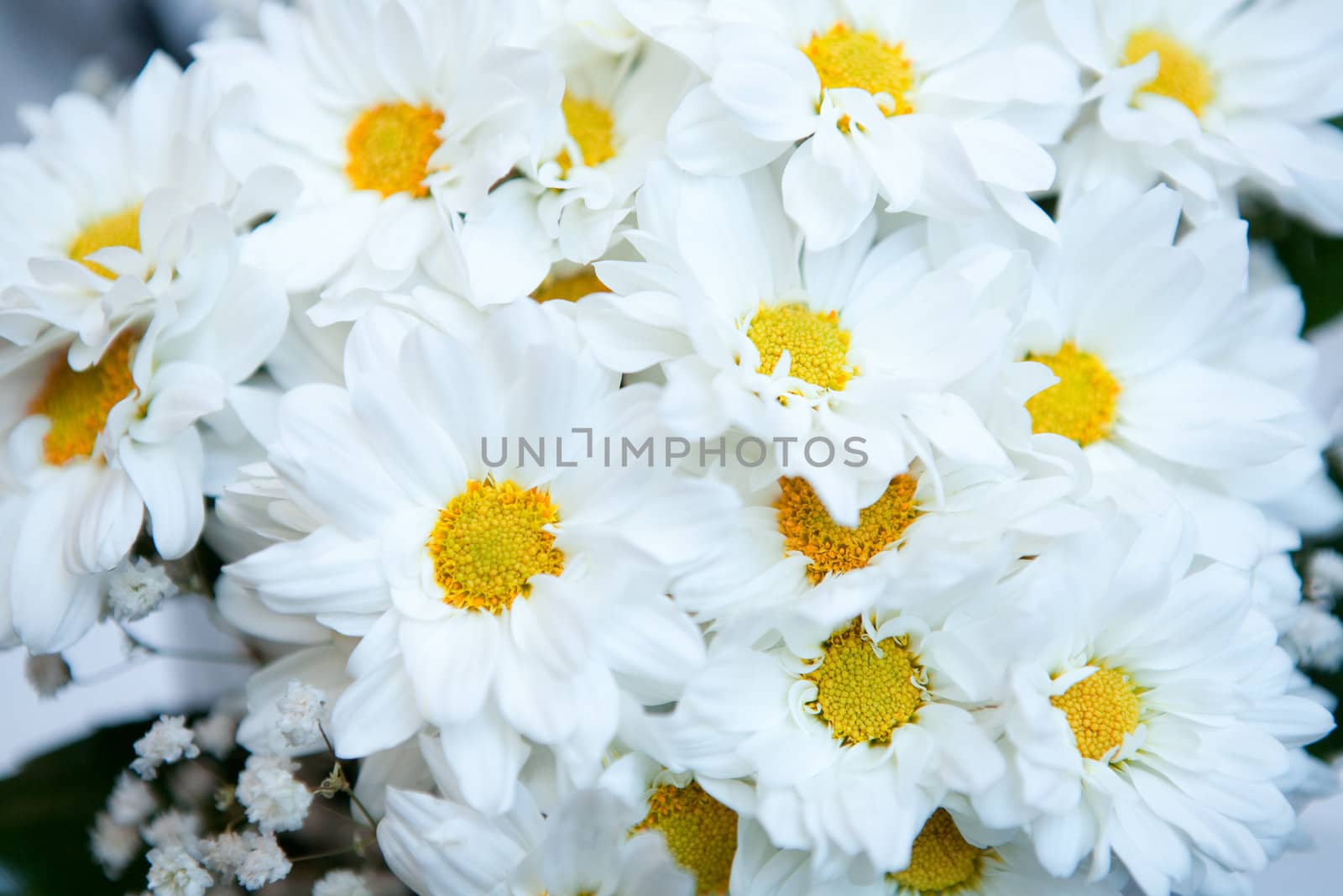 summer bouquet of camomiles