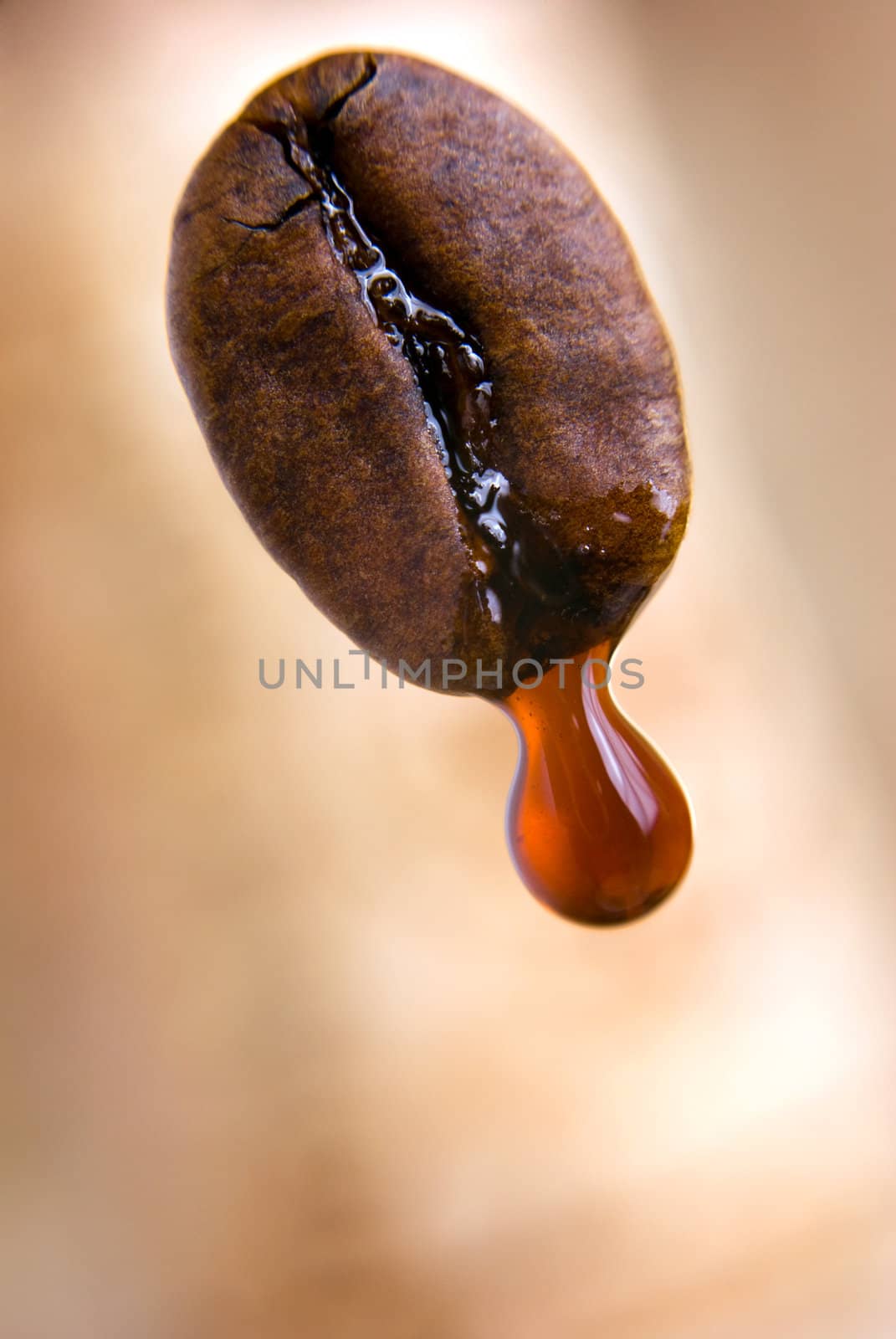 Drop of coffee dripping from coffee seed. Shallow depth of field. Clipping path included.