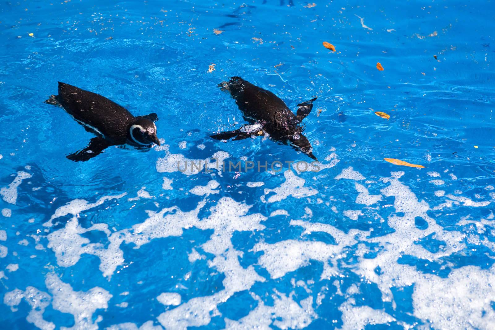 penguins swim by vsurkov