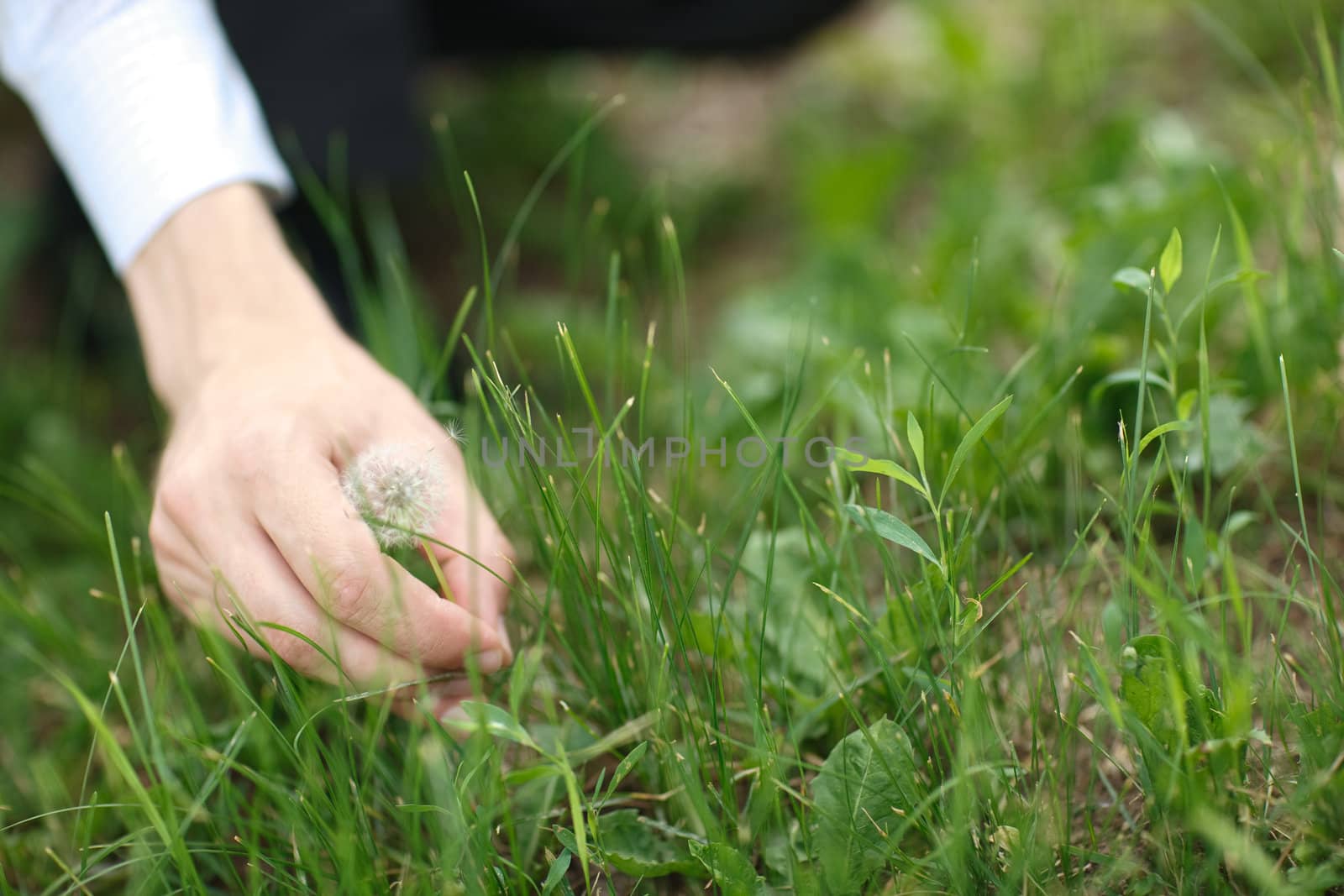 white dandelion in a hand of a man