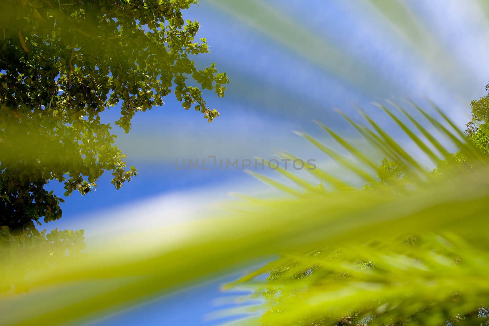 view to the sky through the palm leaf