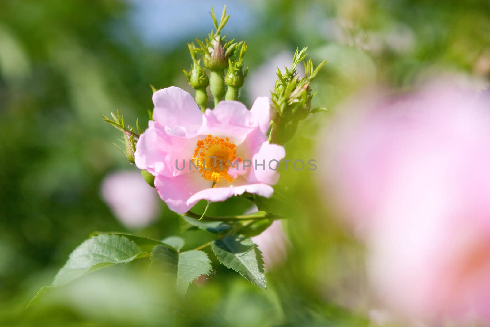 background of a dog-rose flower