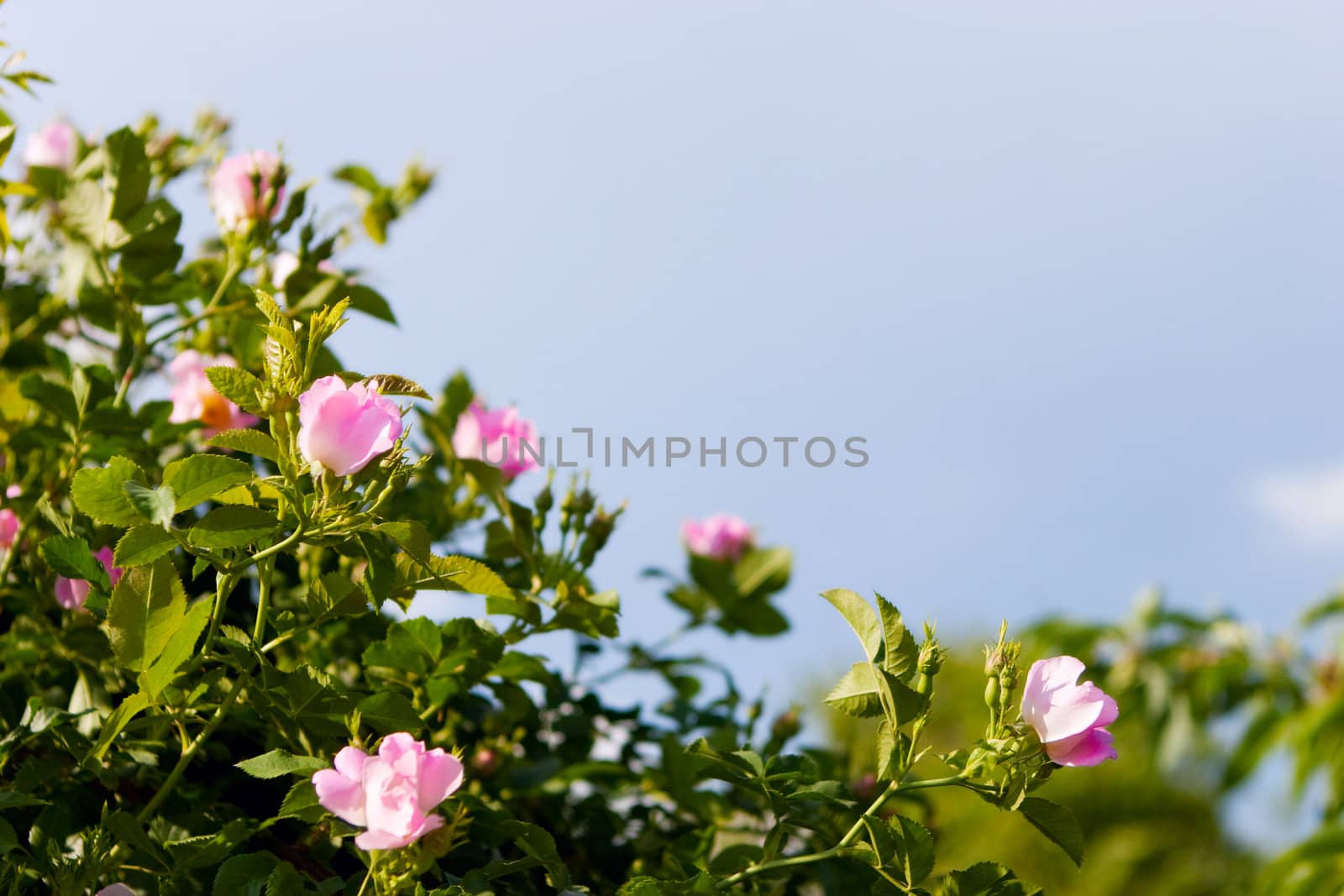 background of dog-roses and sky