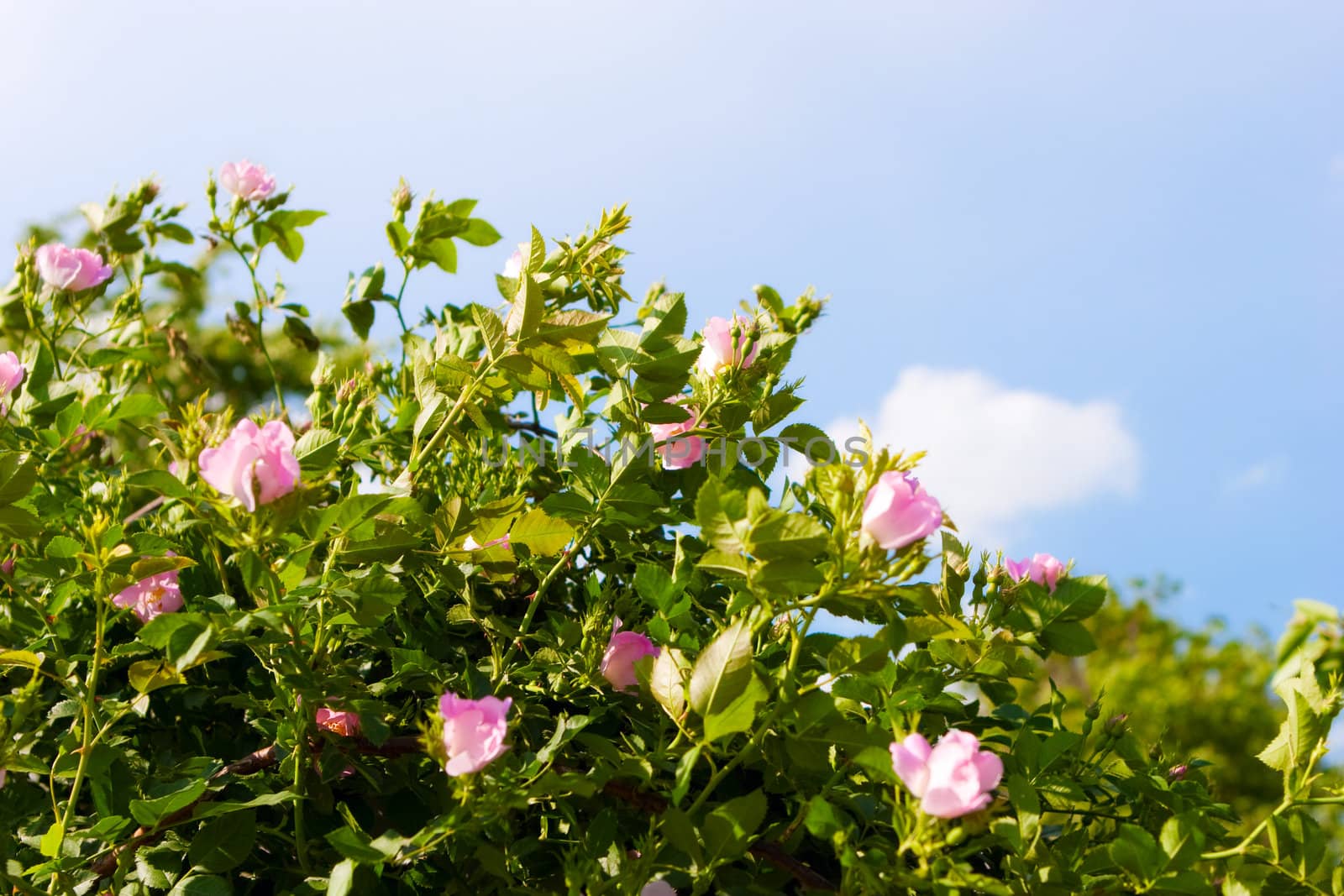 background of dog-roses by vsurkov