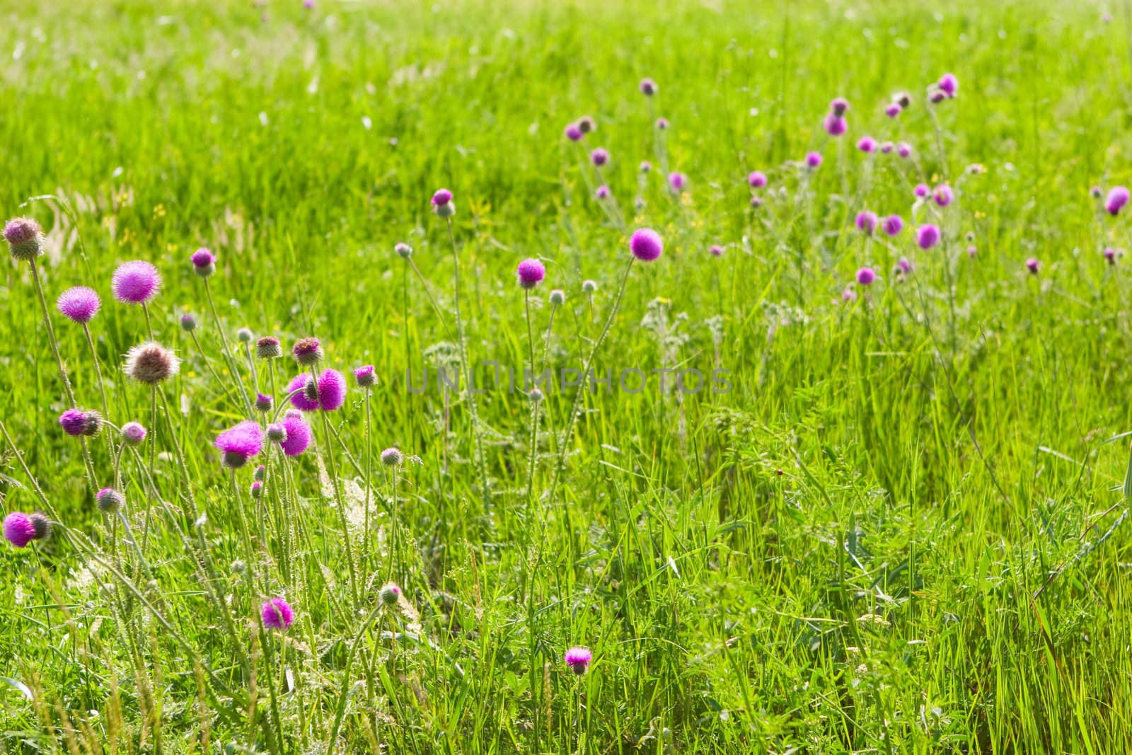 background of a thistle field