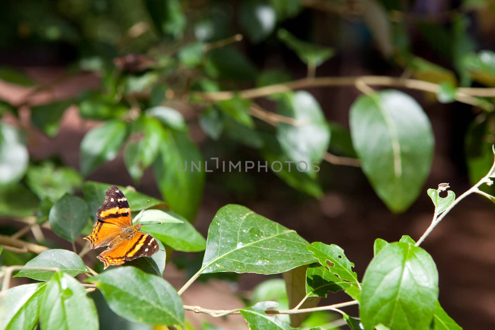 Butterfly on the green leaf