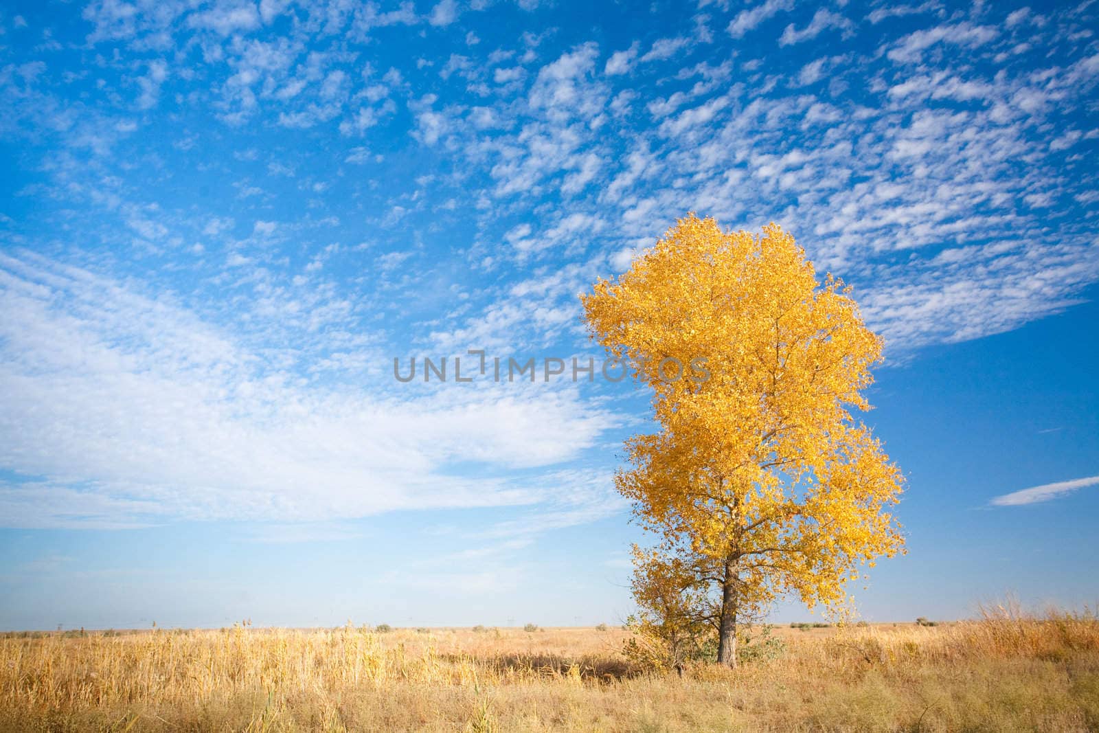 autumn background with yellow tree