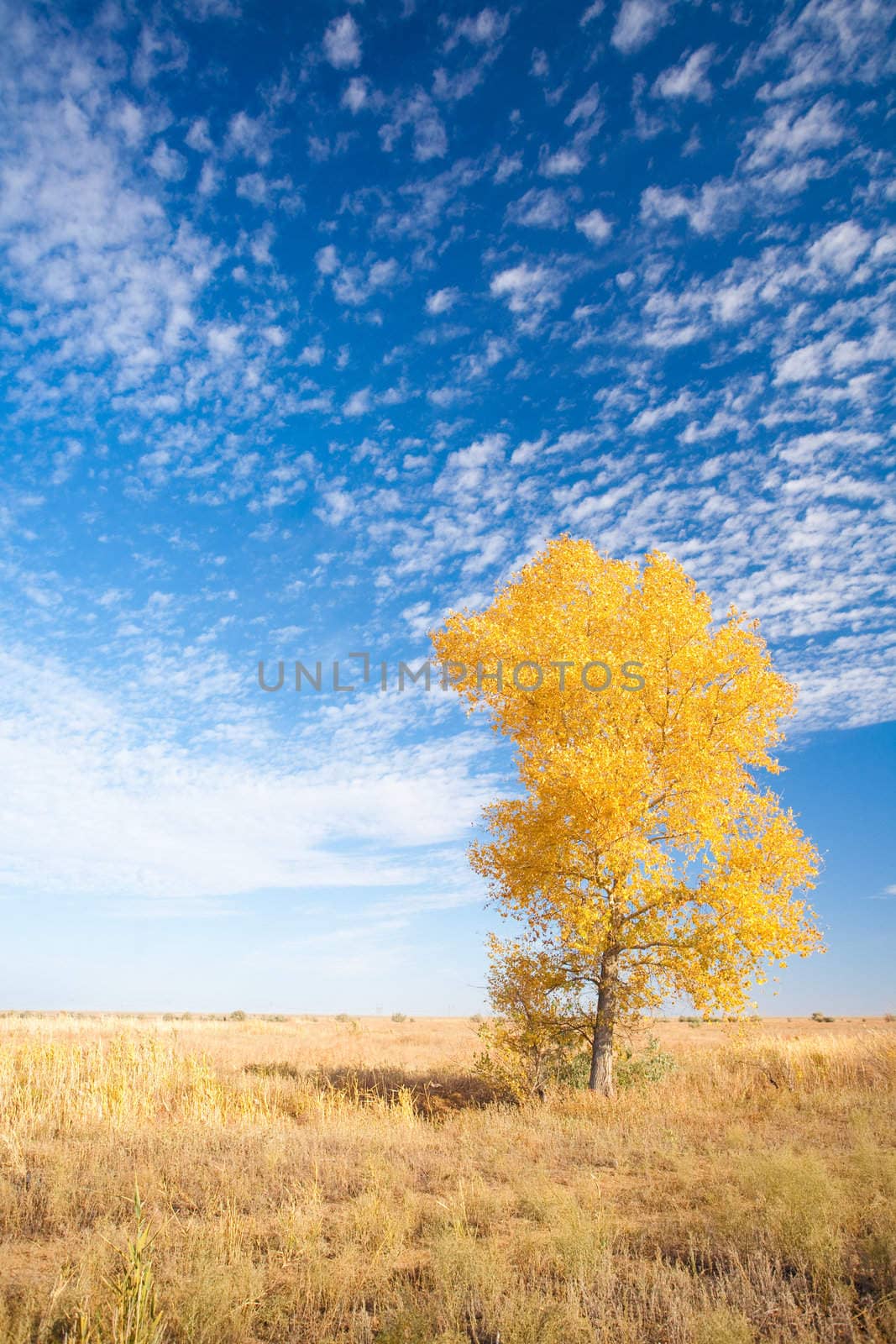 background with yellow tree by vsurkov