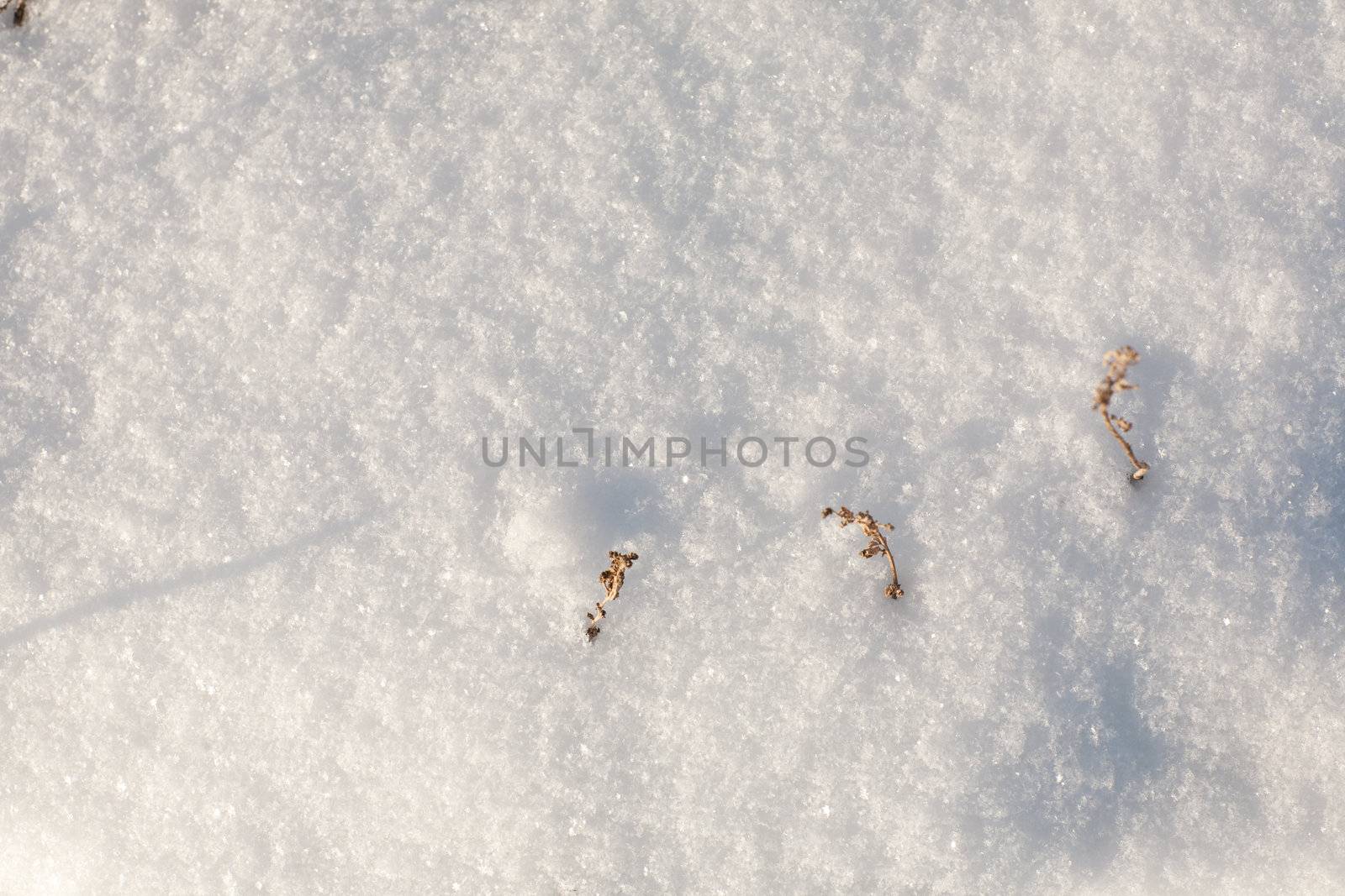 background of the snow with dry grass