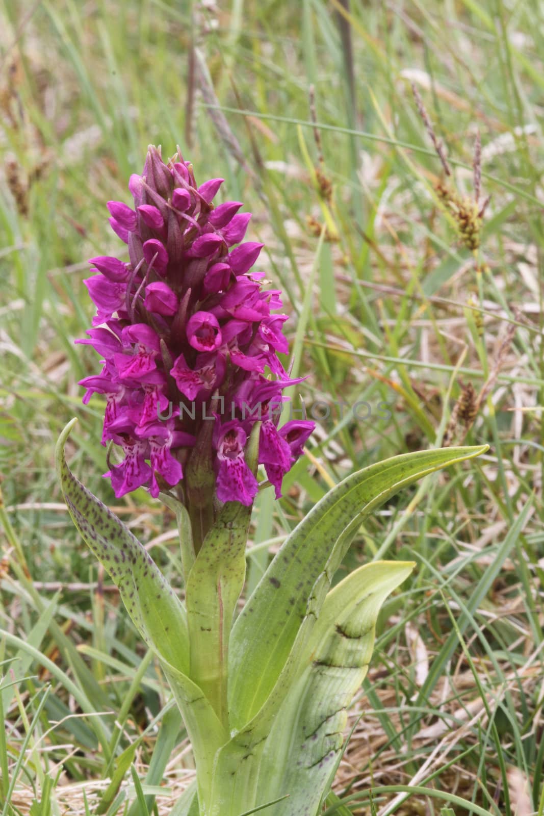 Early purple orchid in situ on calcarious grassland.