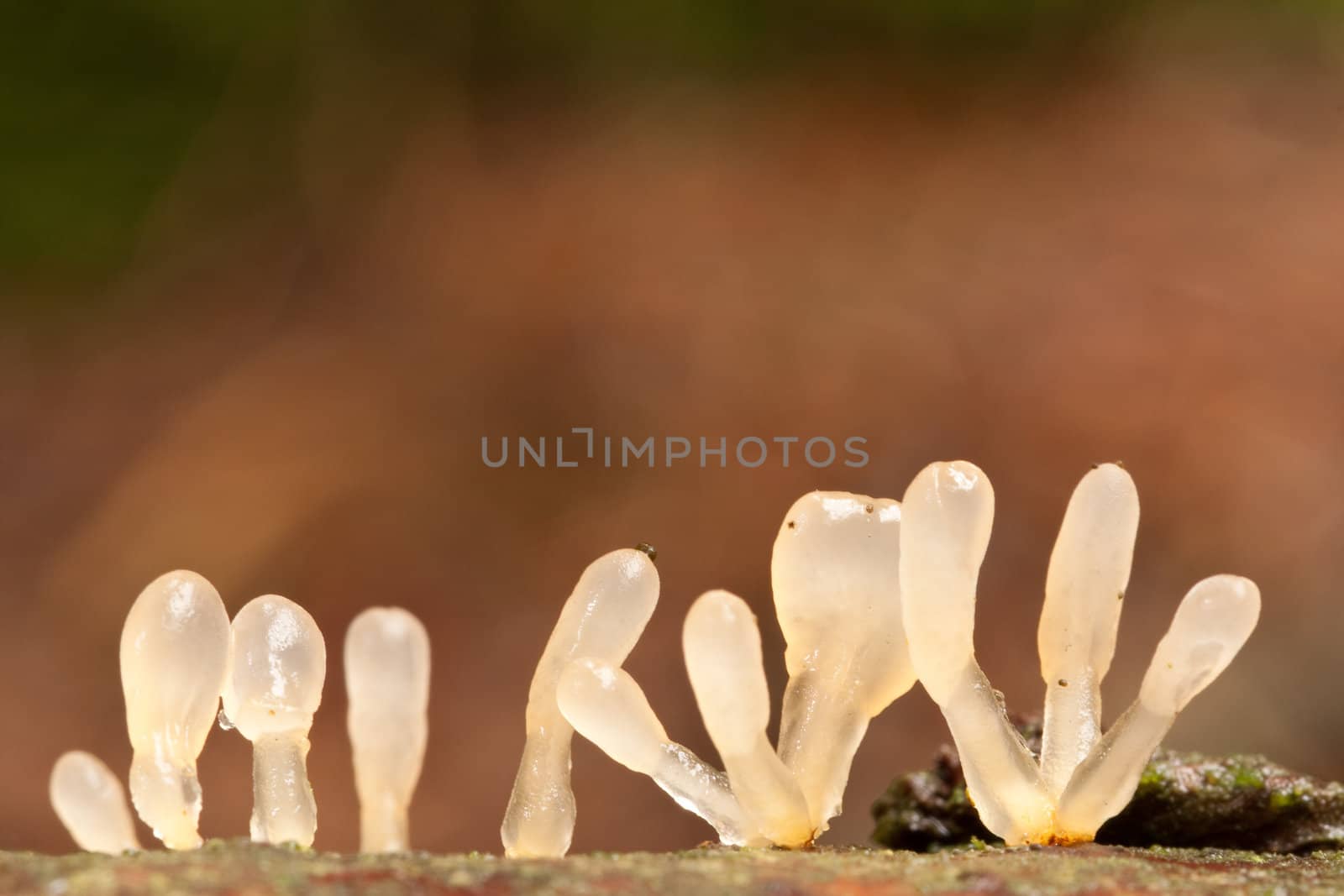 Jelly Clubs by richsouthwales