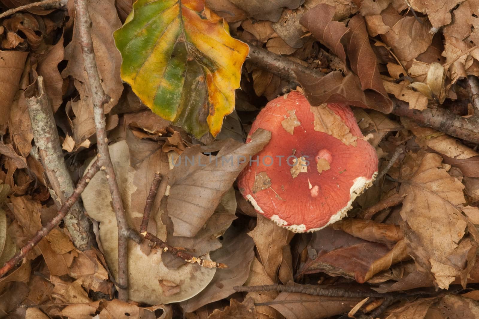 Autumn leaf litter and fungi.