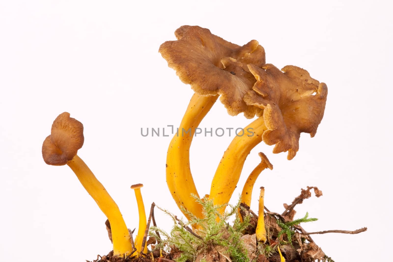 UK endangered, Golden Chanterelles, Cantharellus aurora, on white.