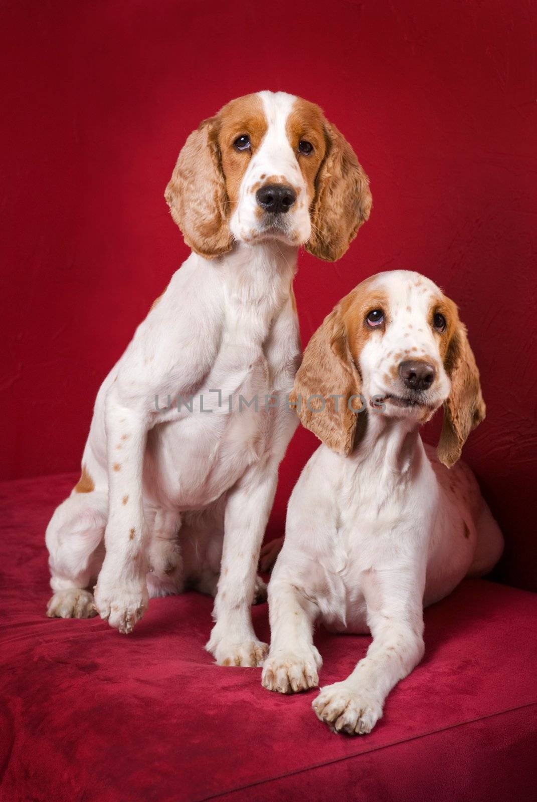 Funny faces of two intrigued Cocker Spaniels. Selective focus on the eyes, intentional vignieting.