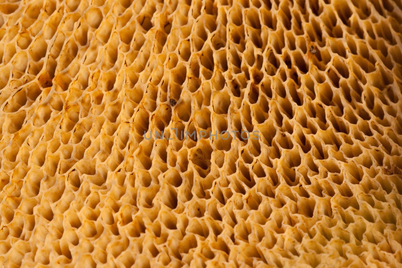 Natural textures of the bolette mushrooms' tubes and pores.