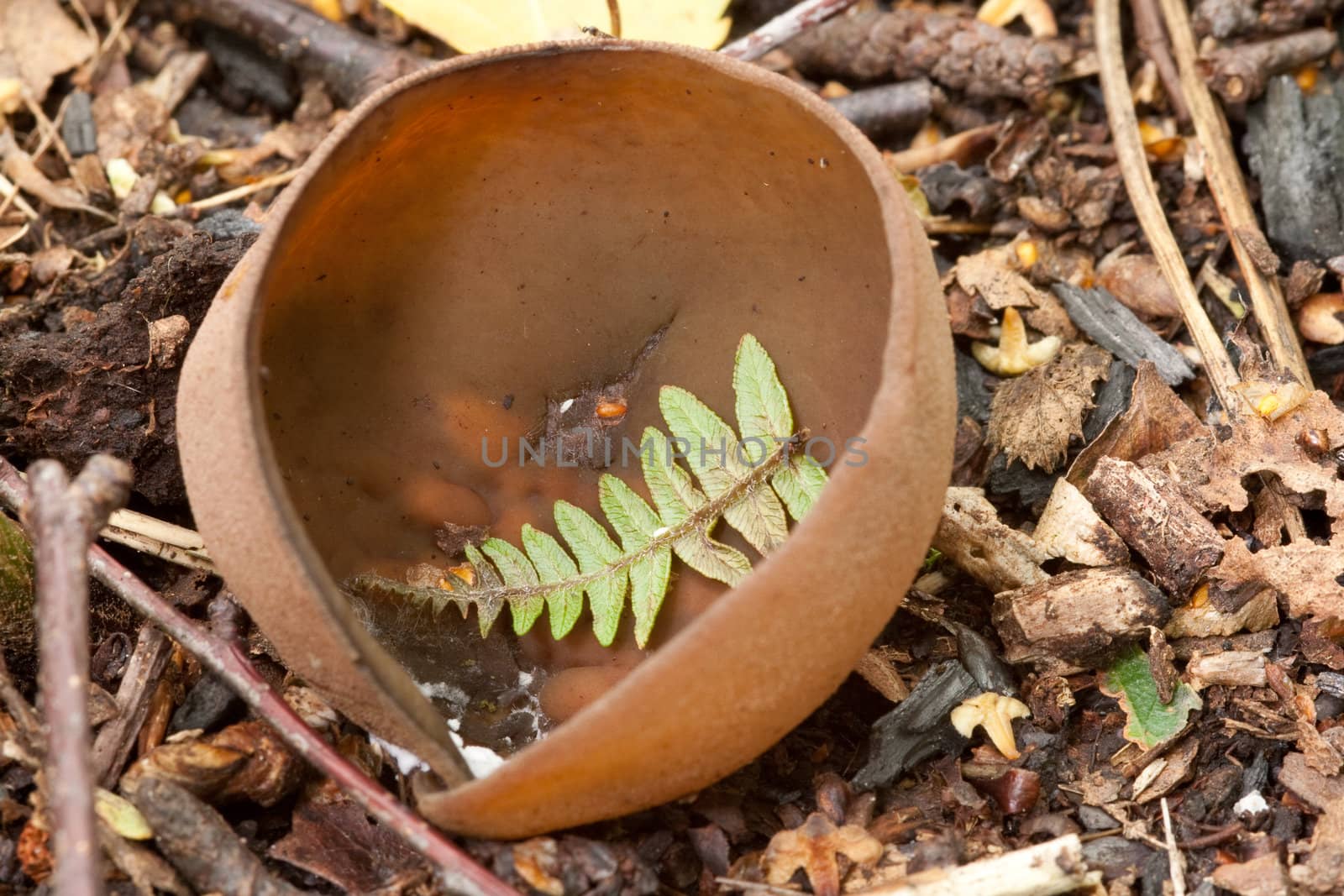 Bracken leaf in Cup fungi.