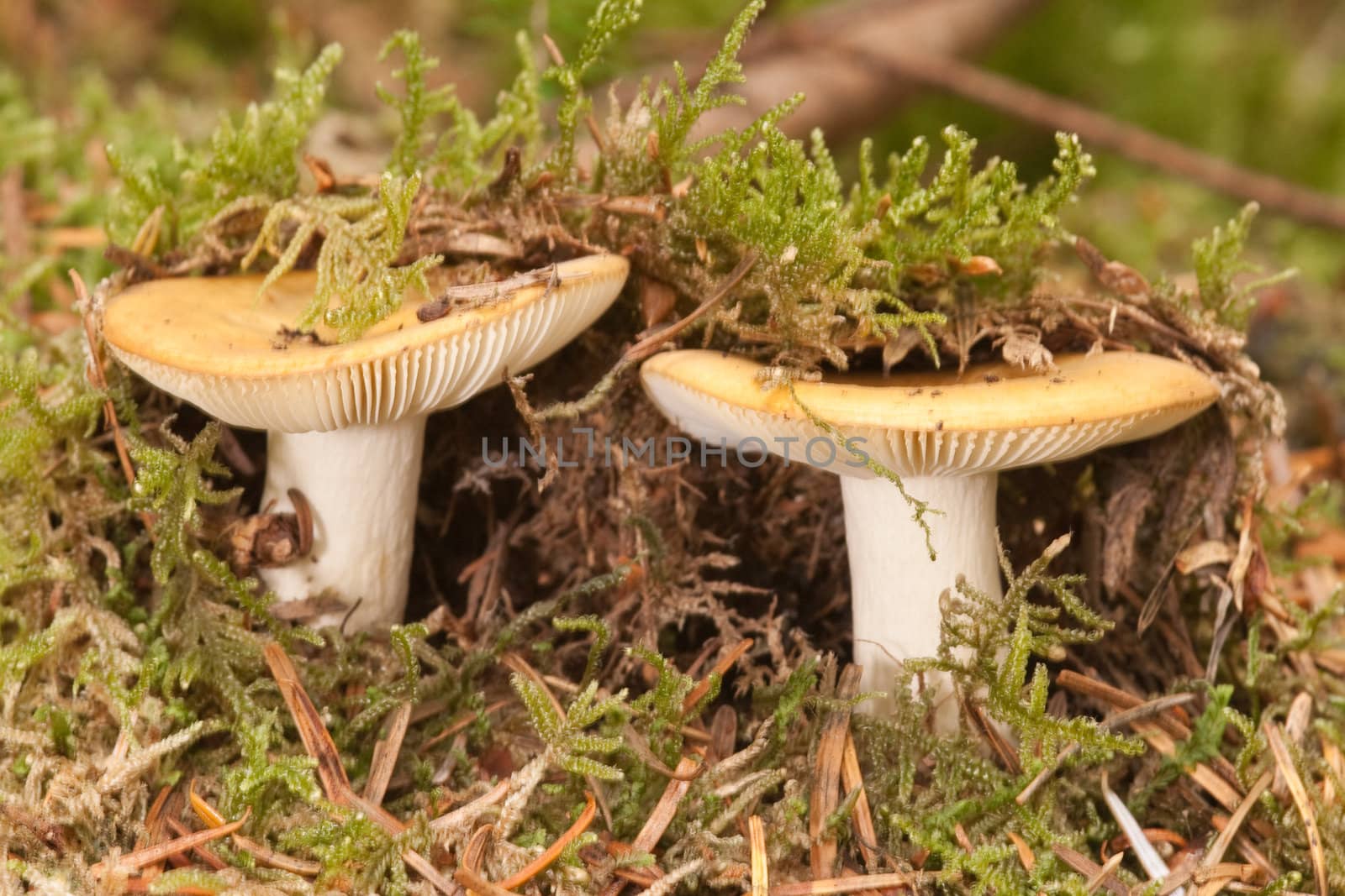 Common Yellow Russula. by richsouthwales