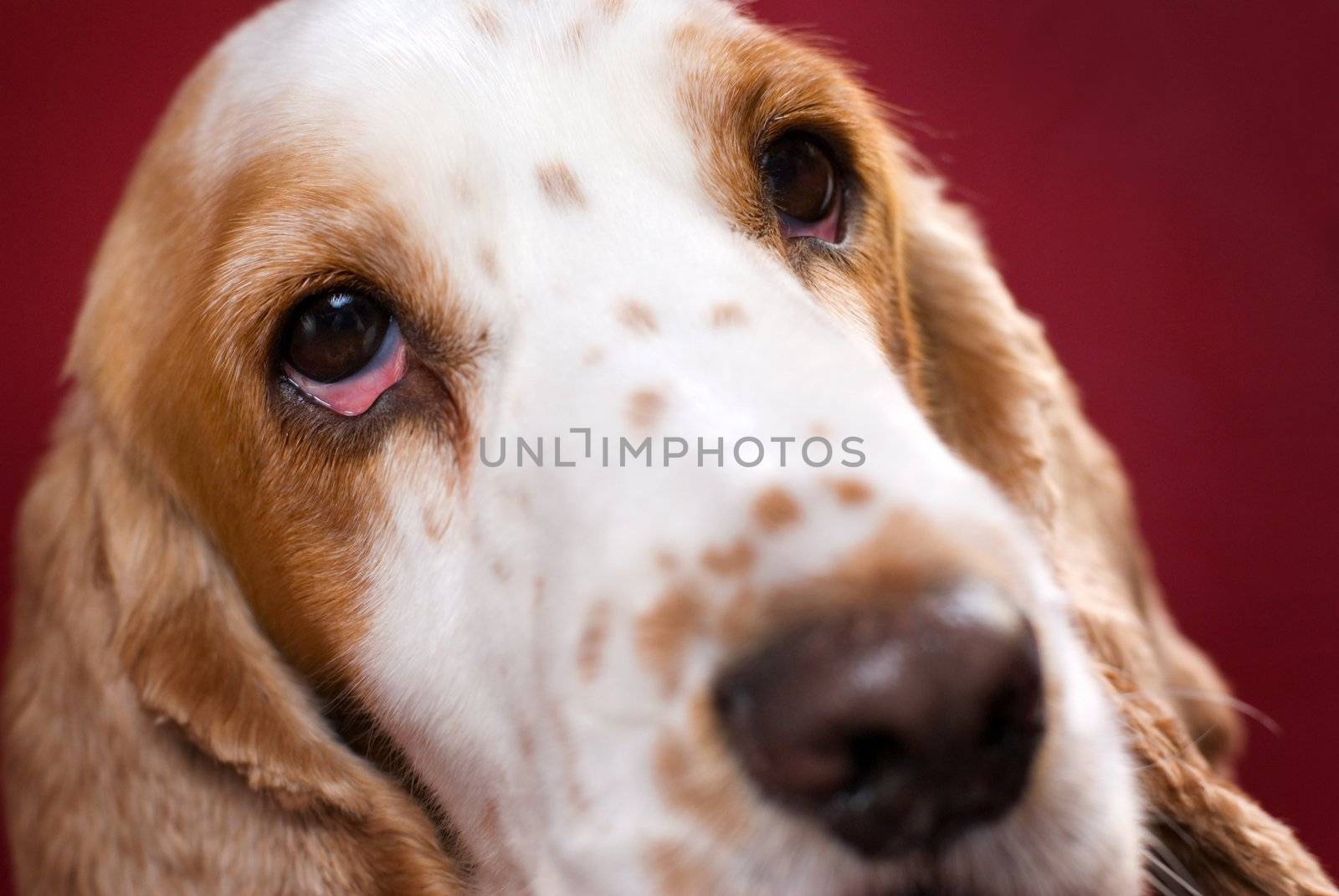 Close up of Cocker Spaniel's head. Selective focus on the bloodshot eye.