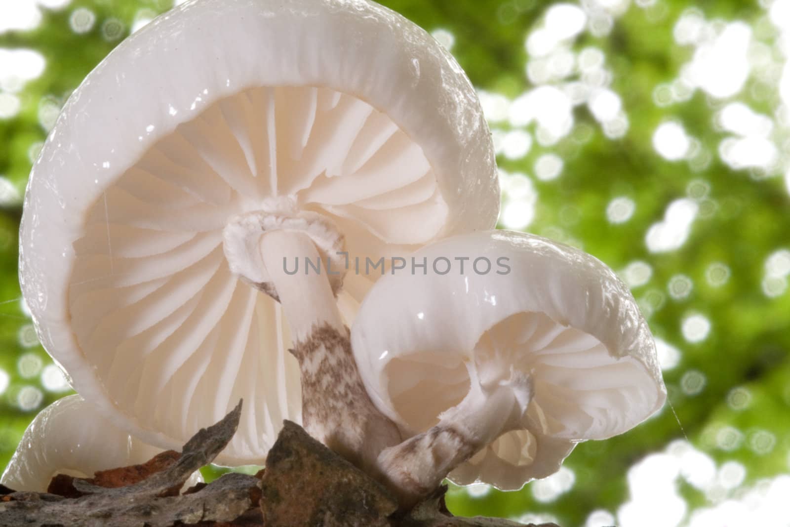 Porcelain mushroom, Oudemansiella mucida, edible Autumn forage.