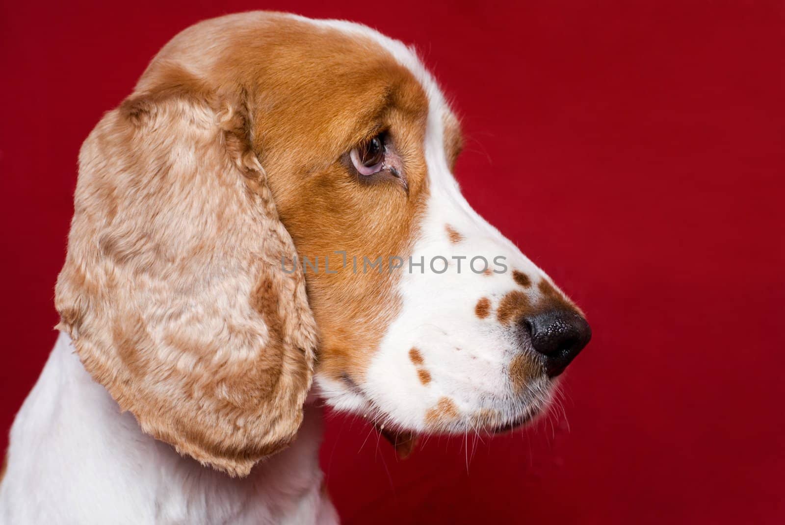 Mug shot like profile of spaniel . Red copy space on the right.