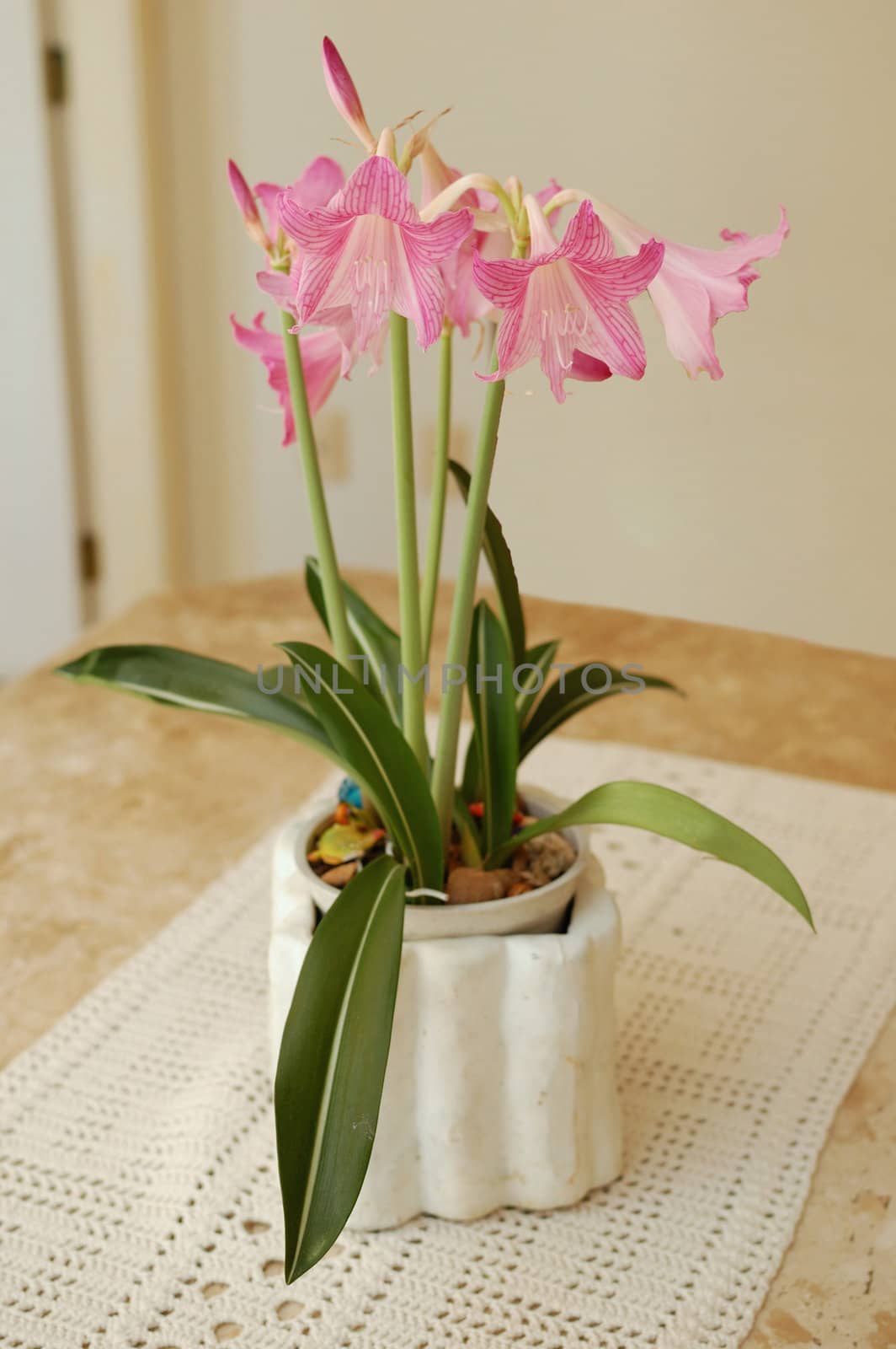 A Pink Lirium Plant at home