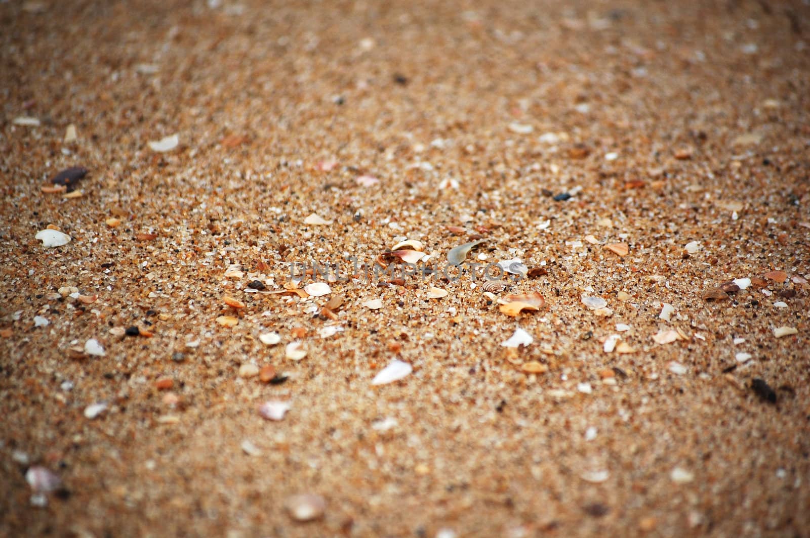 Texture of sand and sea shells (focus middle) by nihues