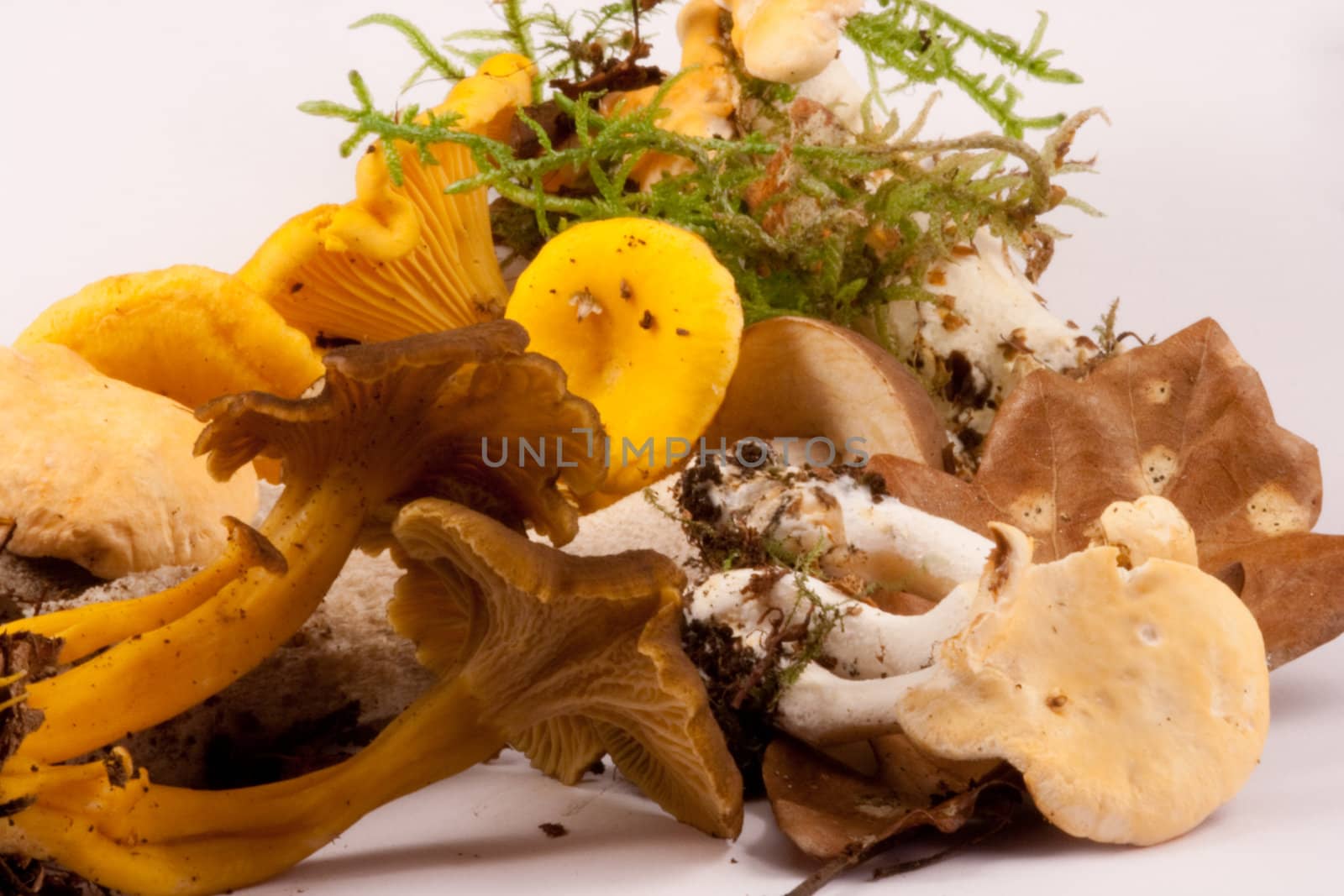 Collection of wild edible fungi.