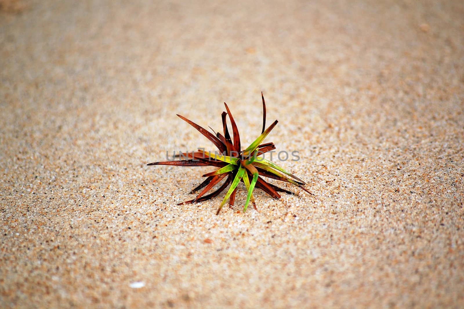 Small plant alone in the sand by nihues