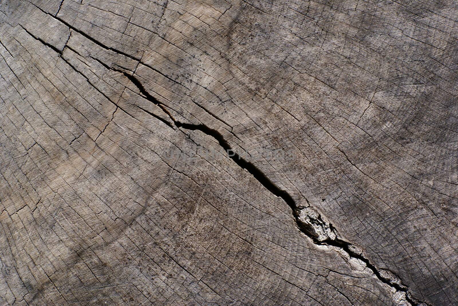 Trunk cross-section.