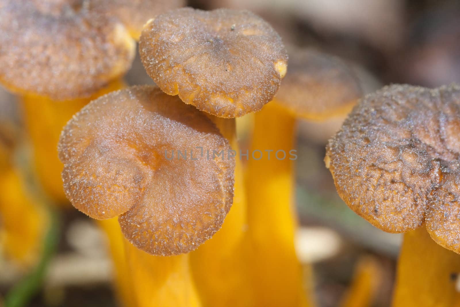 Golden chanterelles, edible free wild food.