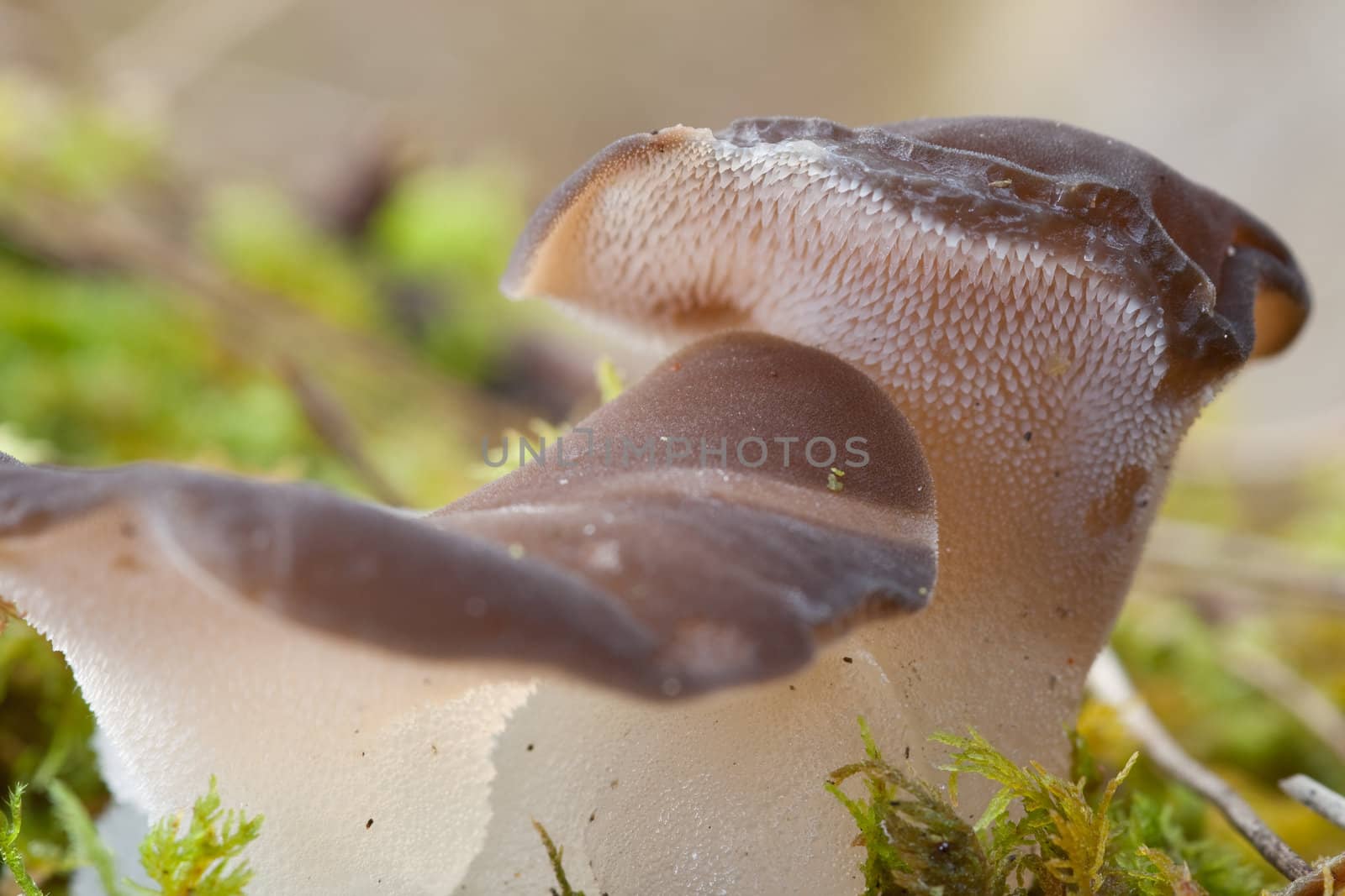 Jelly Tooth, Pseudohydnum gelatinosum.