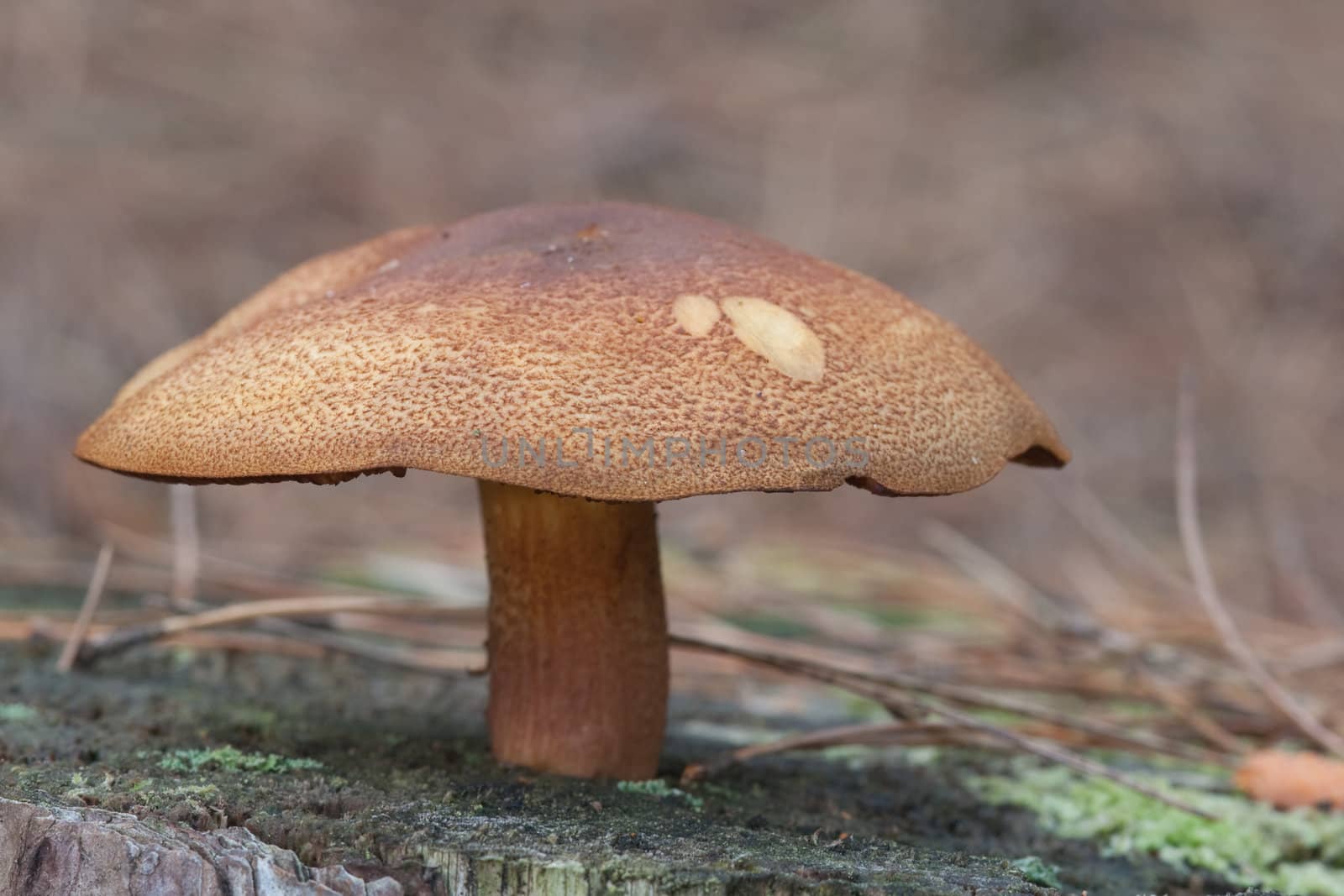 Plums and Custard, Tricholomopsis rutilans.