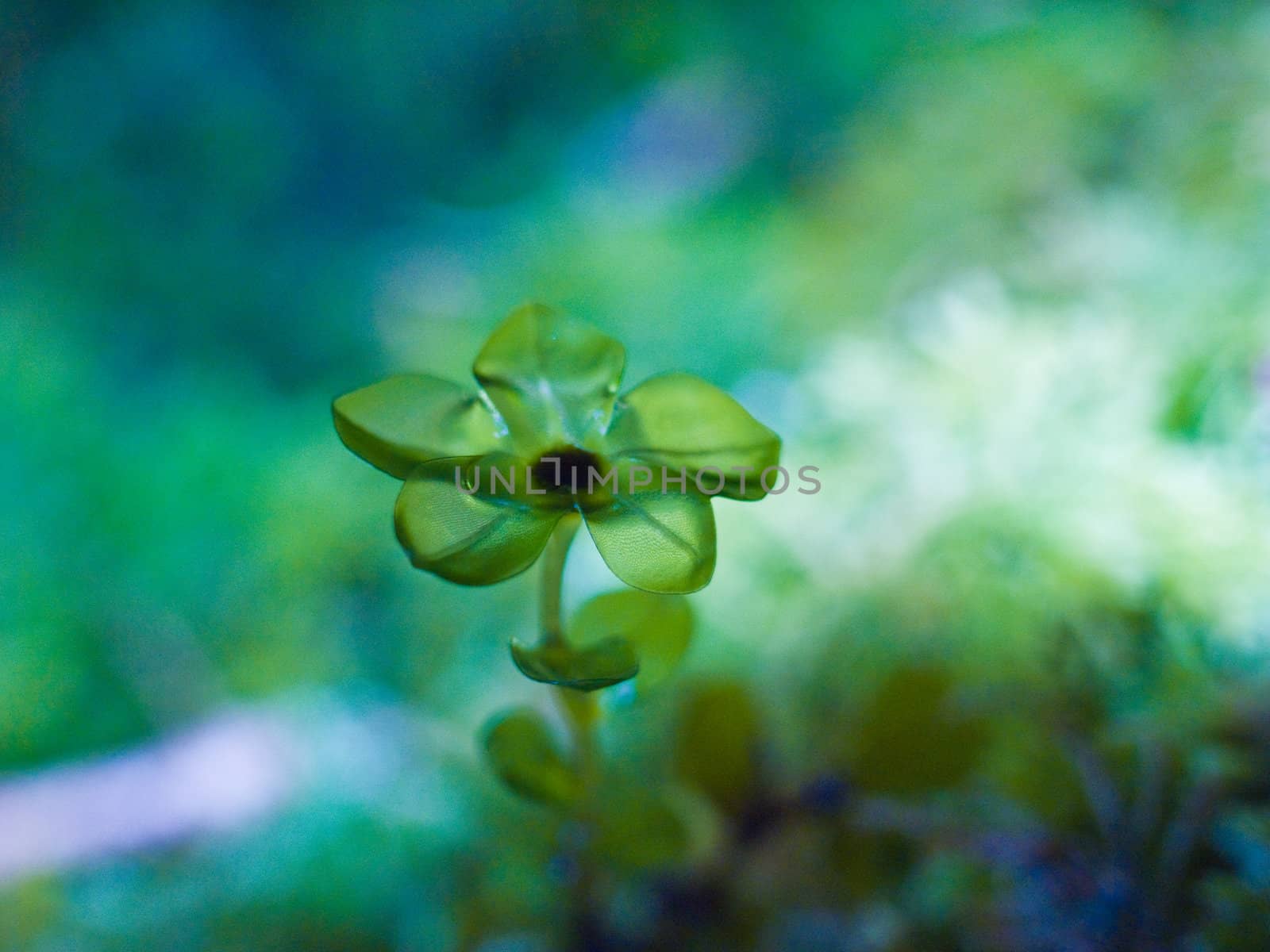 Macro shot, designer, nature, green transluscient moss.