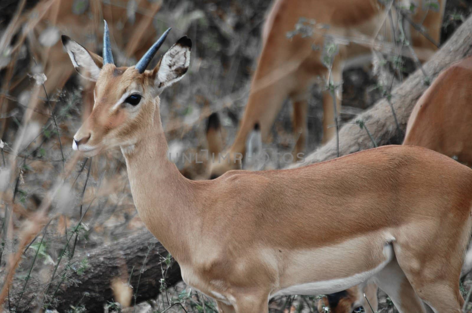 Antelope puppy hiding in harsh bush, National park of Serengeti