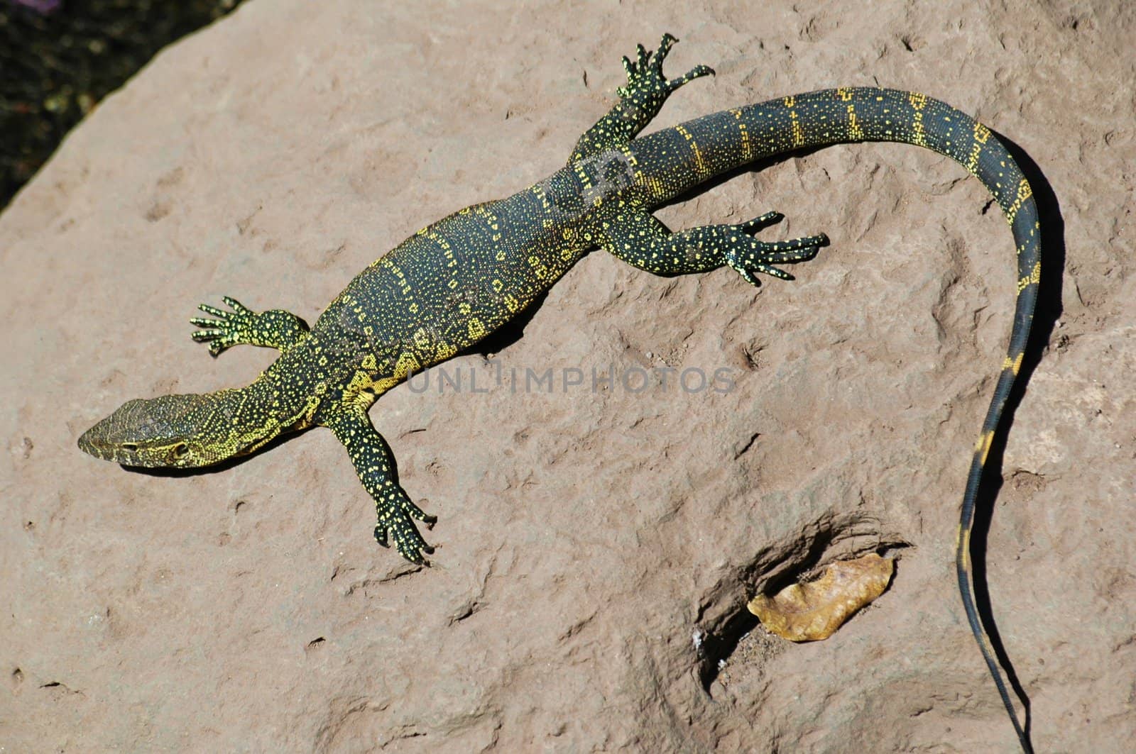Lizard is taking sun on a soft rock, Africa