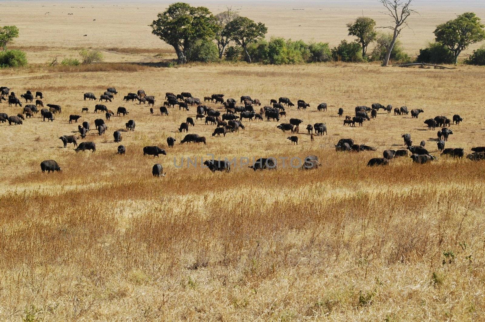 Herd of wildebeest eating in savannah,National park of serengeti