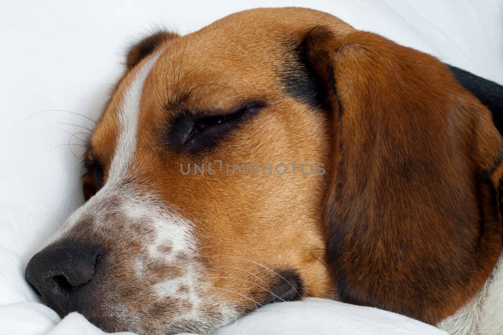Cute tricolor beagle puppy sleeping on the white pillow
