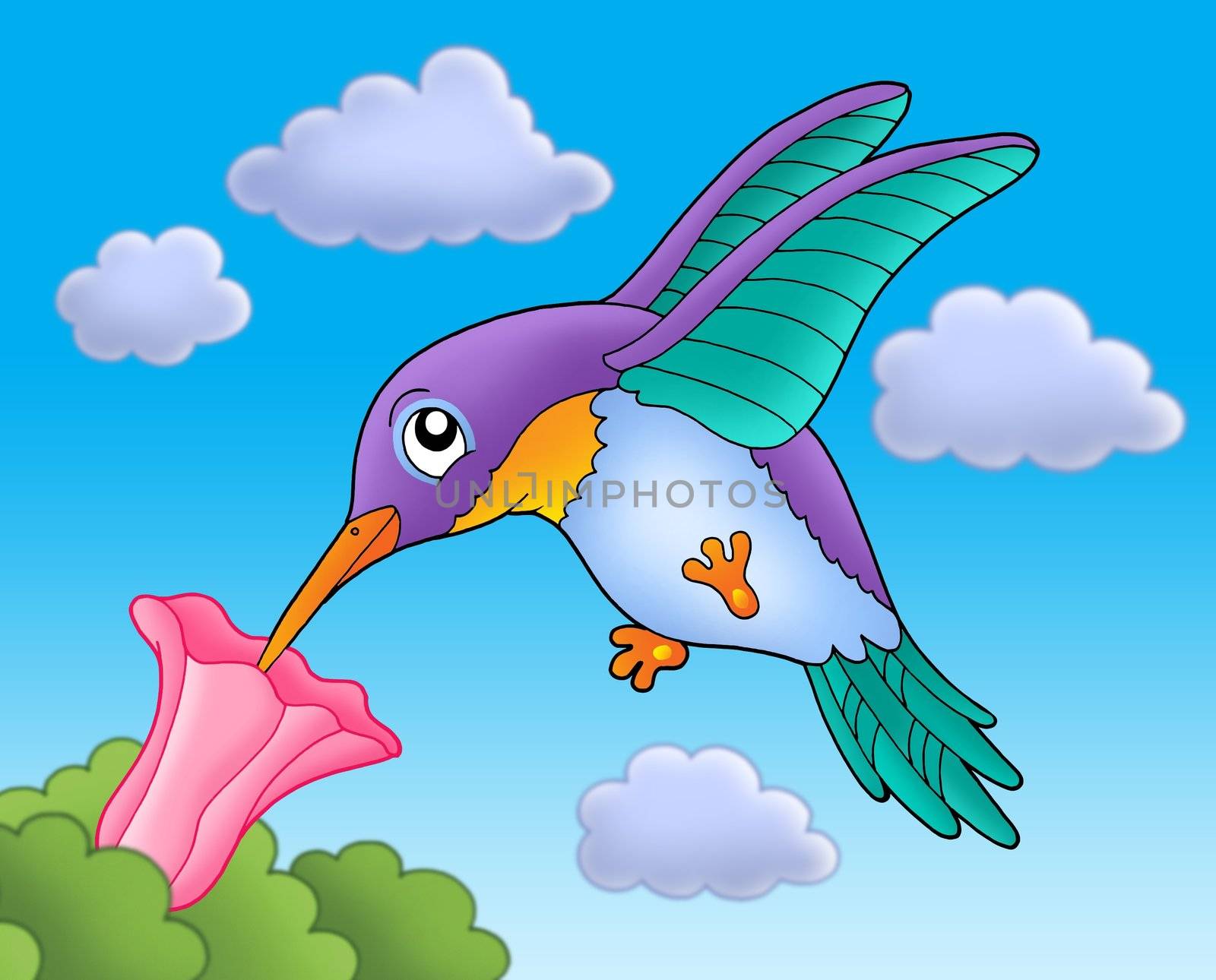 Humming bird with pink flower - color illustration.