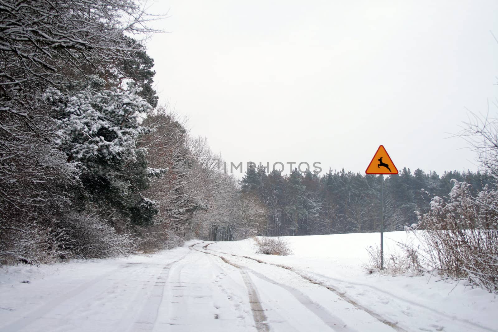 Woods during the wintertime with the road sign
