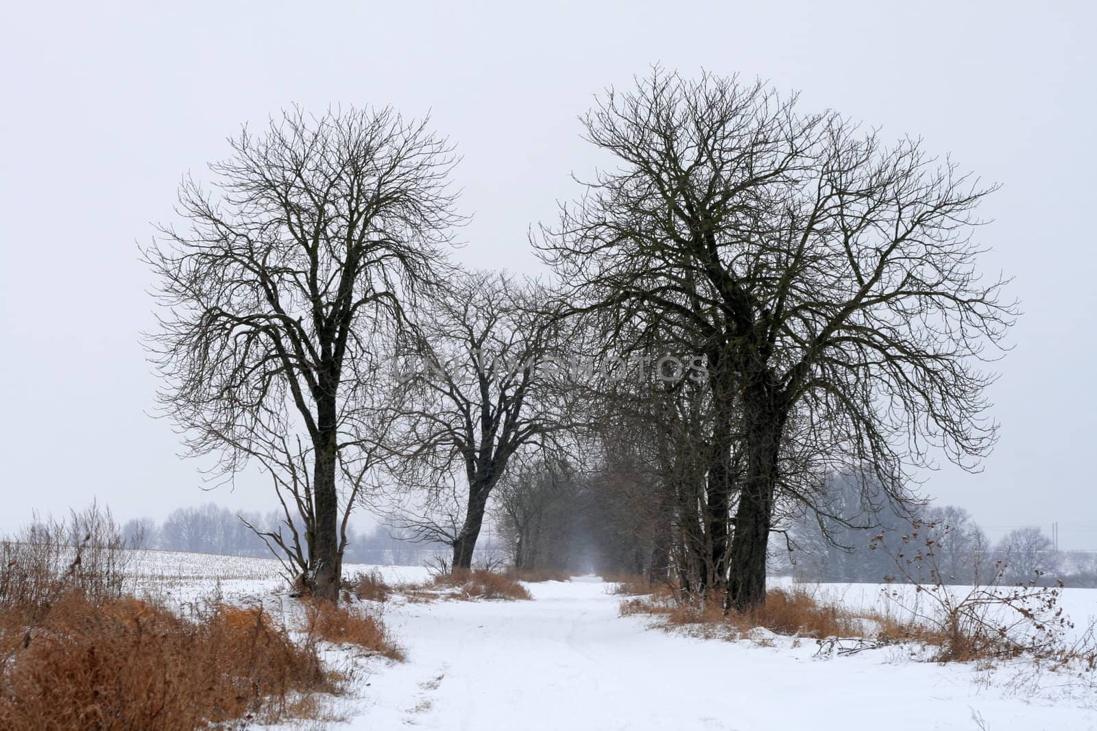 Winter landscape with road and trees