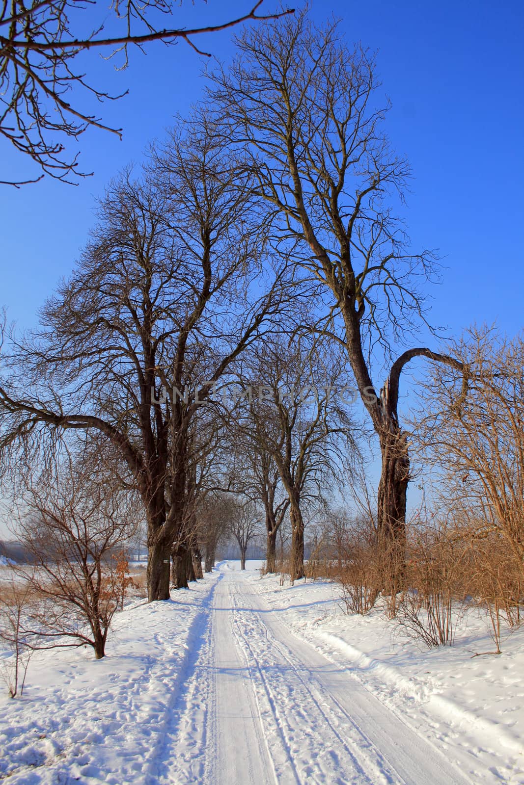 Snowy road between the trees during wintertime