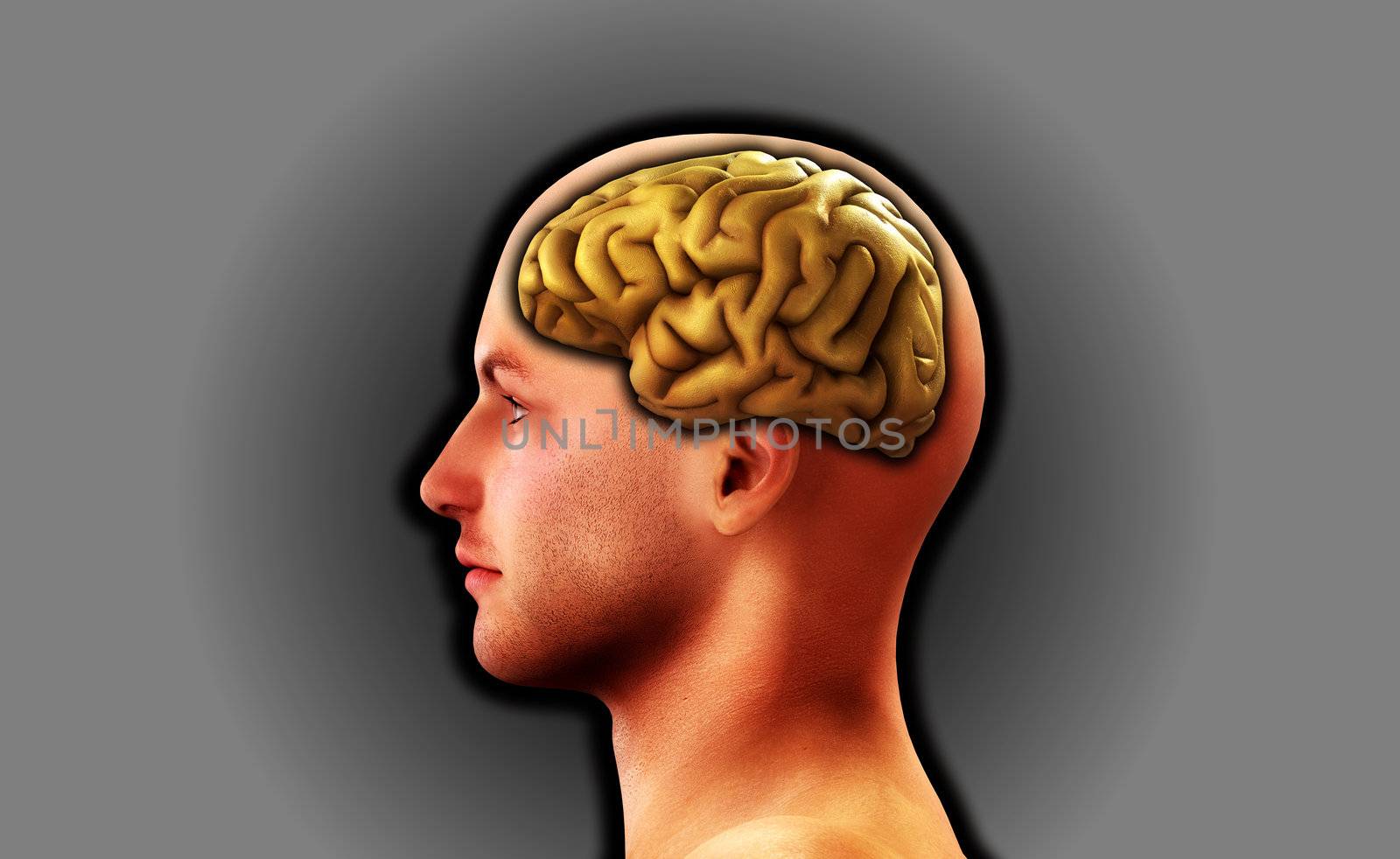 Profile Of Man With Brain by harveysart