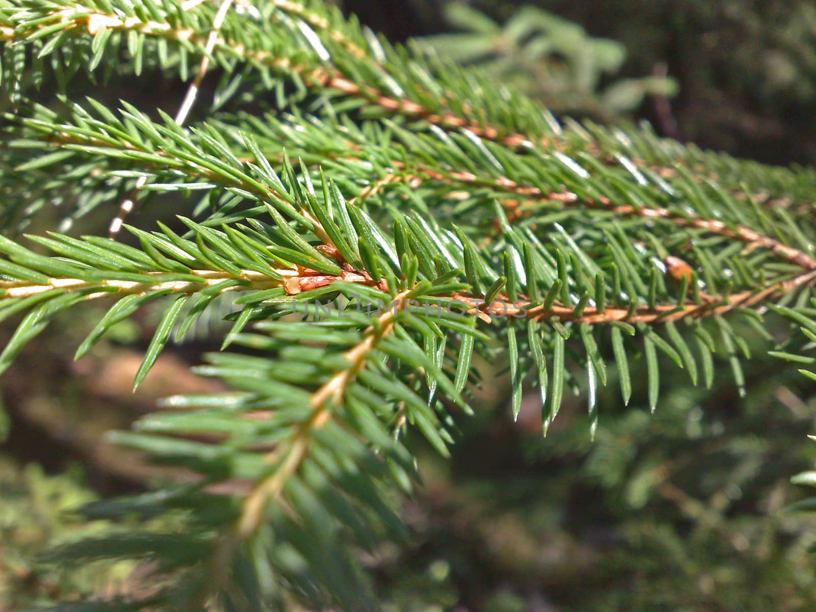 Close up of pinetree