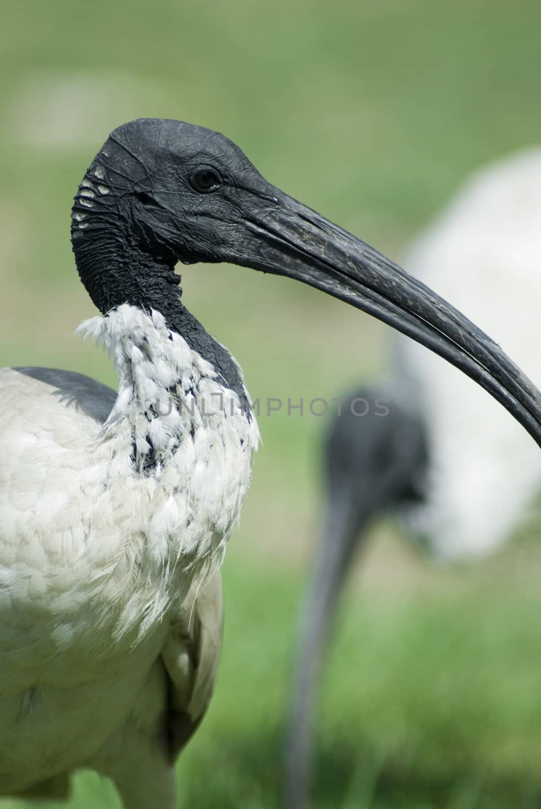 Australian white ibis by stockarch
