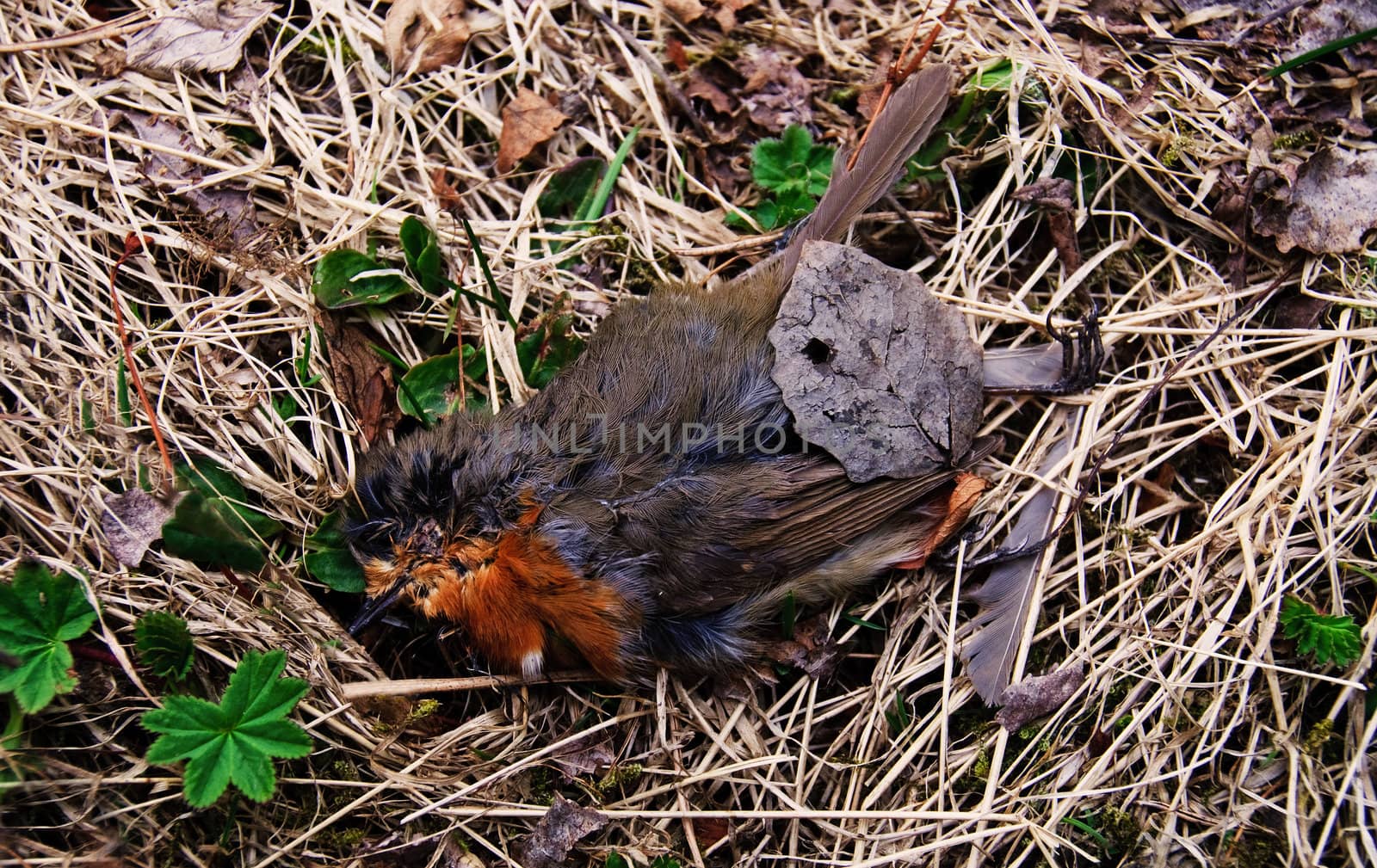 A dead robin located on the withered grass. New plants have begun to sprout
